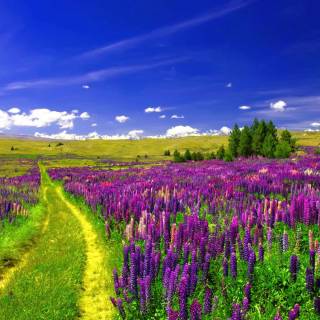 Flower field 4k wallpaper