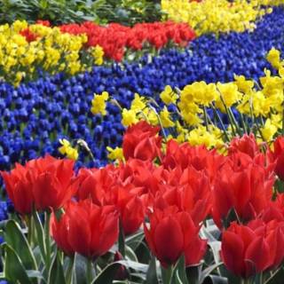 Flower field 4k wallpaper