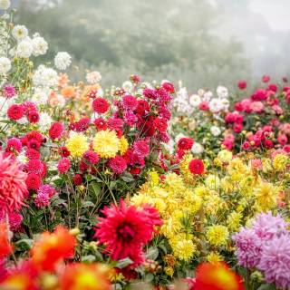 Flower field 4k wallpaper