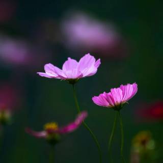 Flower field 4k wallpaper