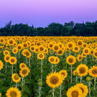 Flower field 4k wallpaper