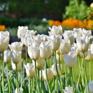 Flower field 4k wallpaper