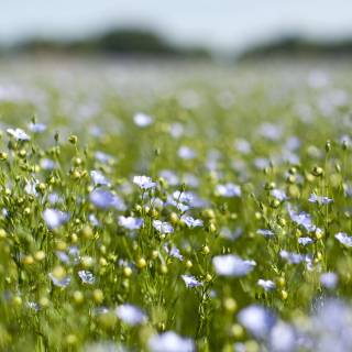 Flower field 4k wallpaper