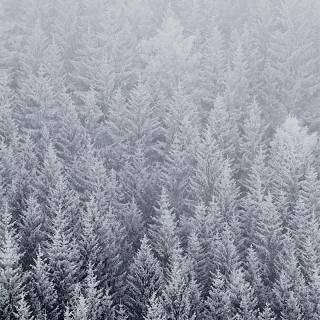 iPhone 12 Pro Max snow wallpaper