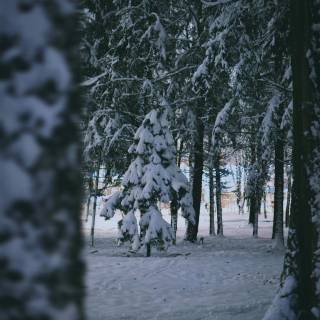 Snow forest iPhone wallpaper