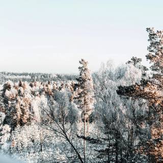 Snow forest iPhone wallpaper