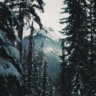 Snow forest iPhone wallpaper