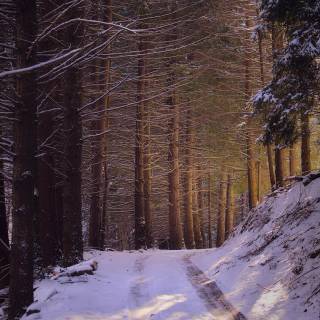 Snow forest iPhone wallpaper