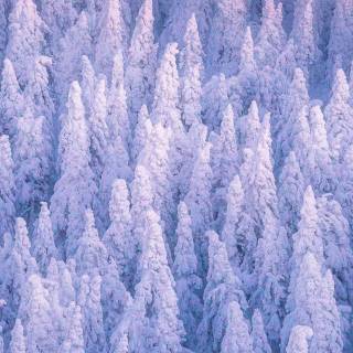 Snow forest iPhone wallpaper