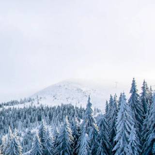 Snow forest iPhone wallpaper
