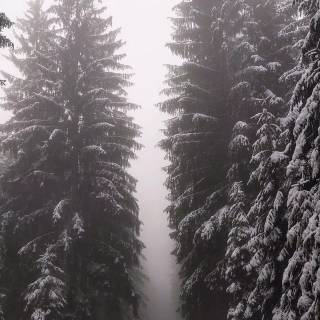 Snow forest iPhone wallpaper