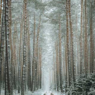 Snow forest iPhone wallpaper