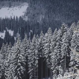 Snow forest iPhone wallpaper