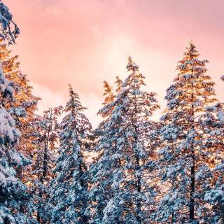 Snow forest iPhone wallpaper