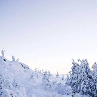 Snow forest iPhone wallpaper