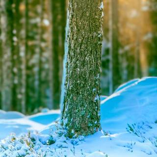 Snow forest iPhone wallpaper