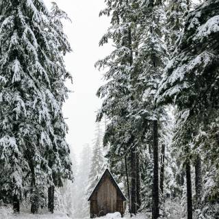 Snow forest iPhone wallpaper