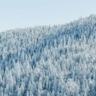 Snow forest iPhone wallpaper