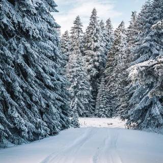 Snow forest iPhone wallpaper