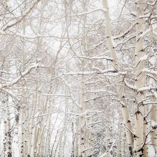Snow forest iPhone wallpaper