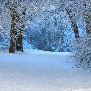 Snow forest iPhone wallpaper