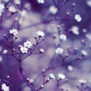 Desktop purple 4k wallpaper