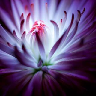 Desktop purple 4k wallpaper