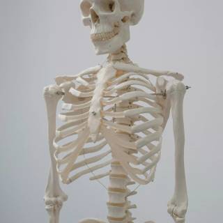 Human anatomy 4k wallpaper