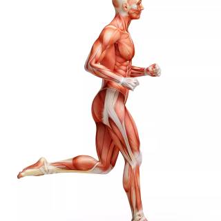 Human anatomy 4k wallpaper