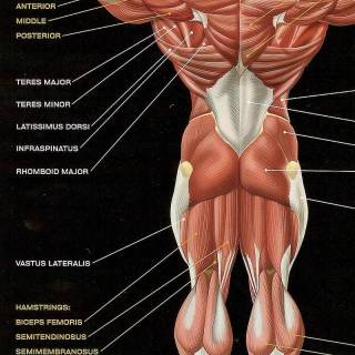Muscular body phone wallpaper