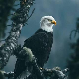 Eagle 4k phone wallpaper