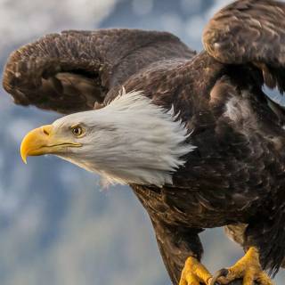 Eagle 4k phone wallpaper