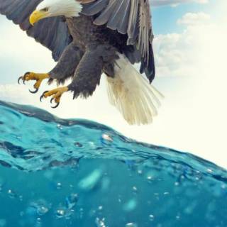 Eagle 4k phone wallpaper