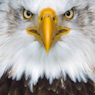 Eagle 4k phone wallpaper