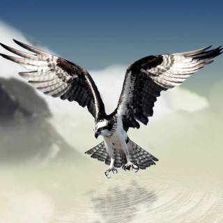 Eagle 4k phone wallpaper