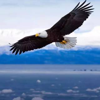 Eagle 4k phone wallpaper
