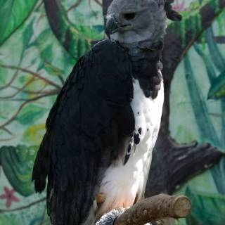 Eagle 4k phone wallpaper