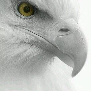 Eagle 4k phone wallpaper