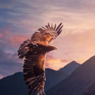 Eagle 4k phone wallpaper