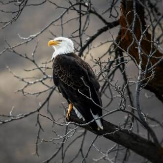 Eagle 4k phone wallpaper