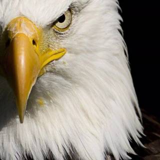 Eagle 4k phone wallpaper