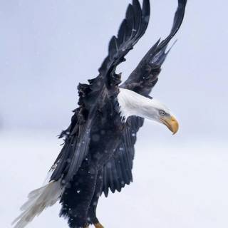 Eagle 4k phone wallpaper