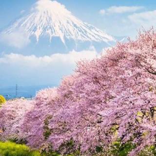 Japan nature phone wallpaper