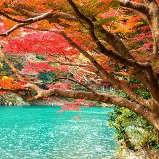 Japan nature phone wallpaper