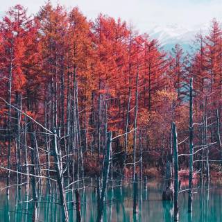 Japan nature phone wallpaper