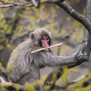 Japan nature phone wallpaper