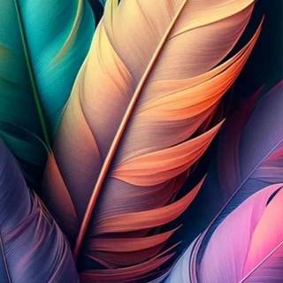 Feather phone wallpaper