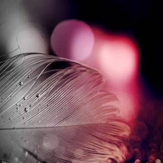 Feather phone wallpaper