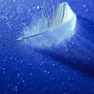 Feather phone wallpaper