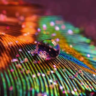 Feather phone wallpaper